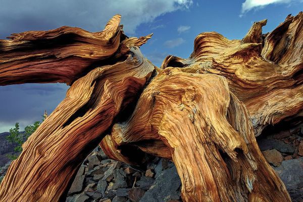 Jones, Adam 아티스트의 Bristlecone pine roots-White Mountains-Inyo National Forest-California작품입니다.